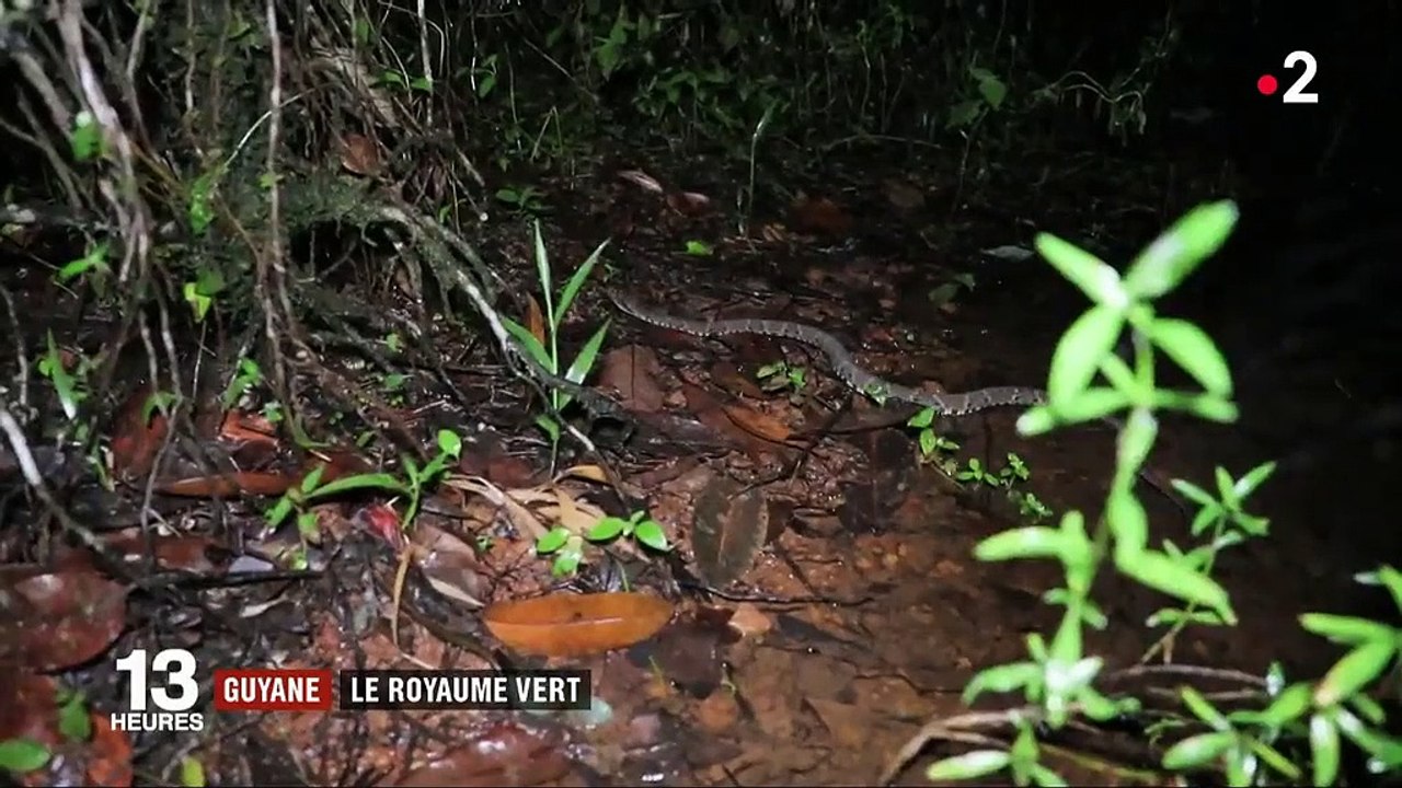 Feuilleton : Guyane, le royaume vert (1/5)