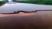 L'incroyable vidéo d'un anaconda géant de 15 mètres dans une rivière !
