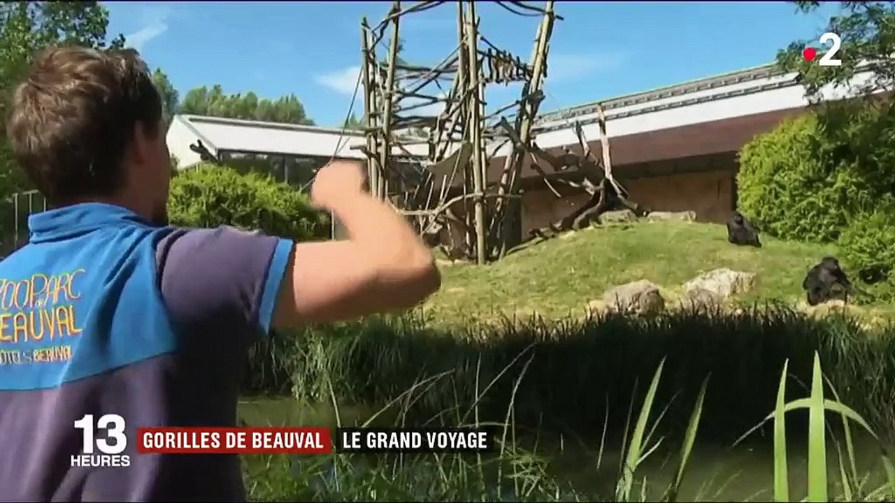 Nature : deux femelles gorilles du zoo de Beauval vont être libérées