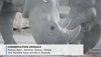 European black rhinos arrive in Rwanda