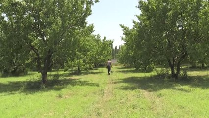 "Doğu'nun Çukurovası'nda kayısı hasadı yüz güldürdü