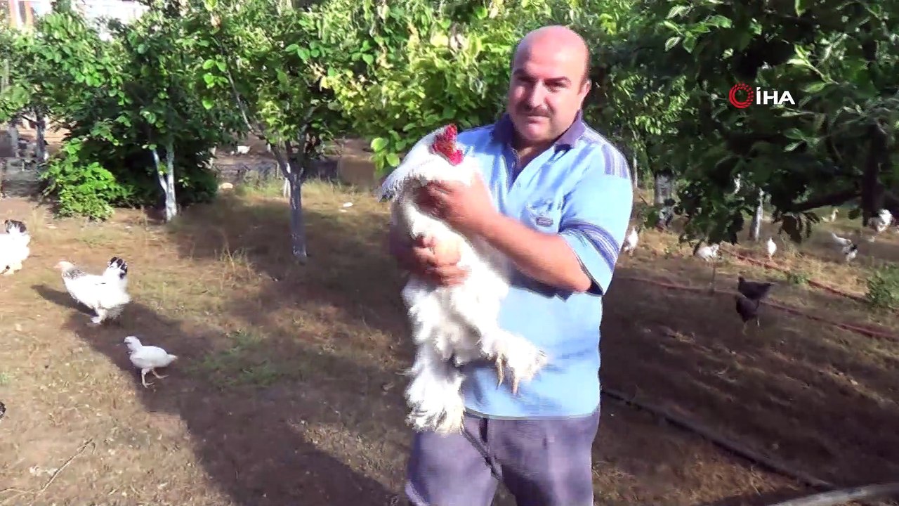 Bu çiftlikteki horozlar boyutlarıyla dikkat çekiyor