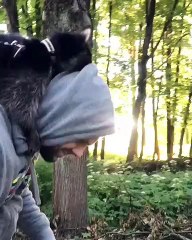 Un raton laveur qui apprécie beaucoup le dos de son maître. Adorable !