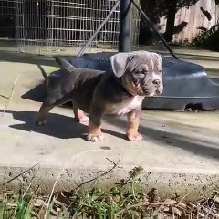 Admirez la beauté de ce bébé bulldog. Magnifique !