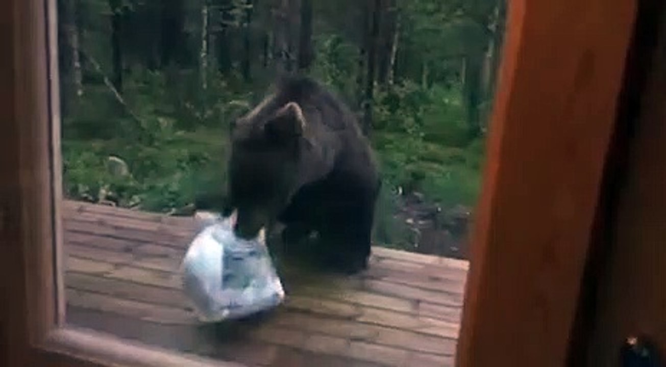 Ce pauvre ours a eu la peur de sa vie
