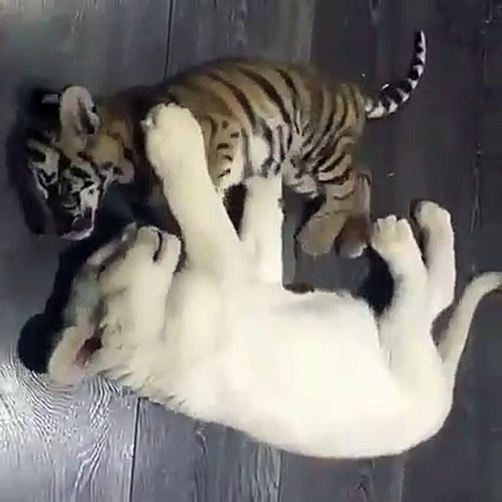 Quand des bébés tigres jouent ensemble, voici ce que ça donne !