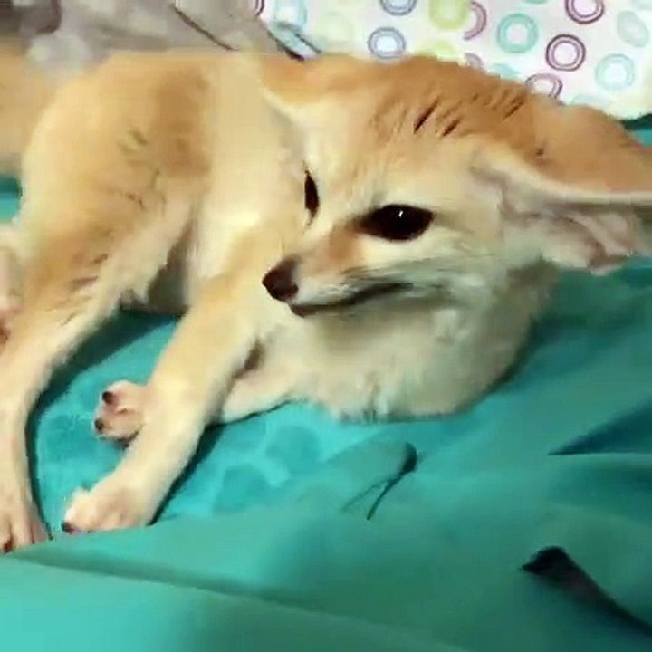 Ce renard sait comment montrer son amusement avec sa queue. Trop chou !