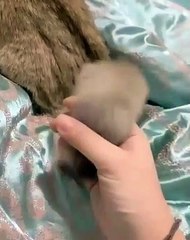 Incroyable !! Regardez comment ce chat réclame des caresses avec sa queue !