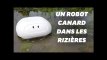 Un robot "canard" comme alternative aux pesticides dans les rizières