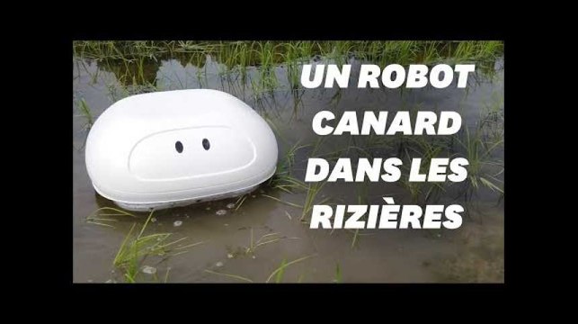 Un robot canard comme alternative aux pesticides dans les rizières