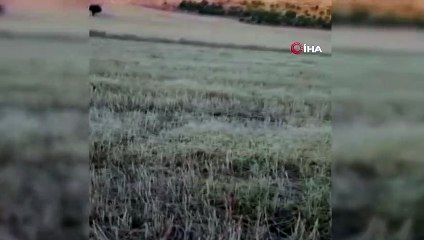 Yılanların dansı kamerada