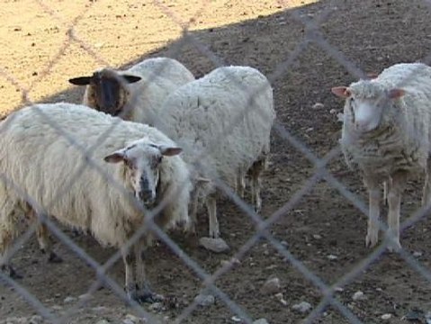 Las denuncias por maltrato animal no encuentran respuesta