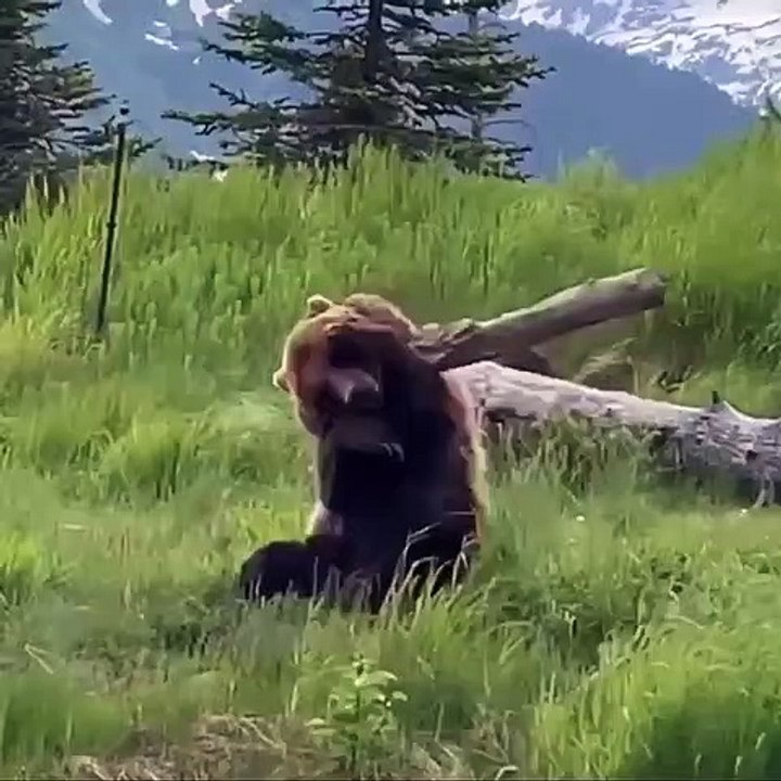 Bear Loves Playing with Log