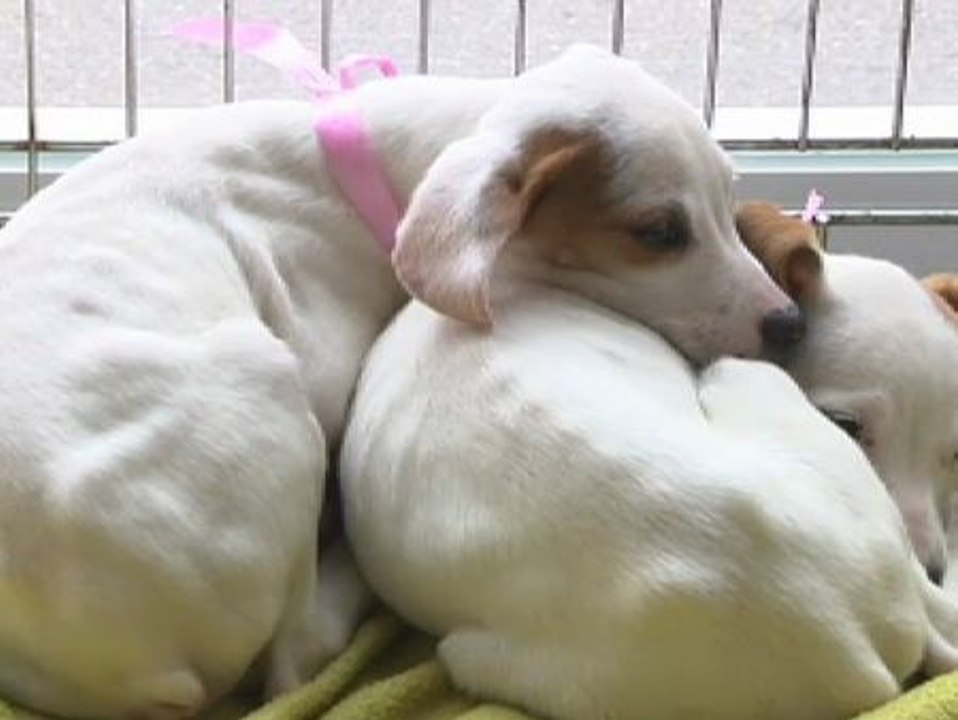 España es el país de Europa que más abandona a sus mascotas