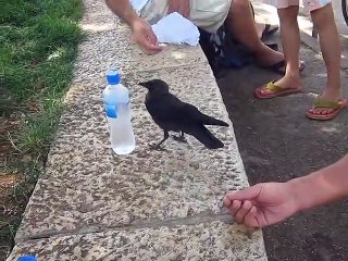 Ce corbeau très intelligent demande à boire