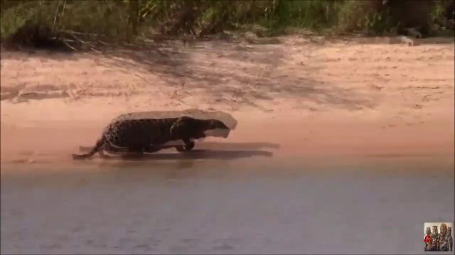 Les images incroyables d'un jaguar en pleine chasse