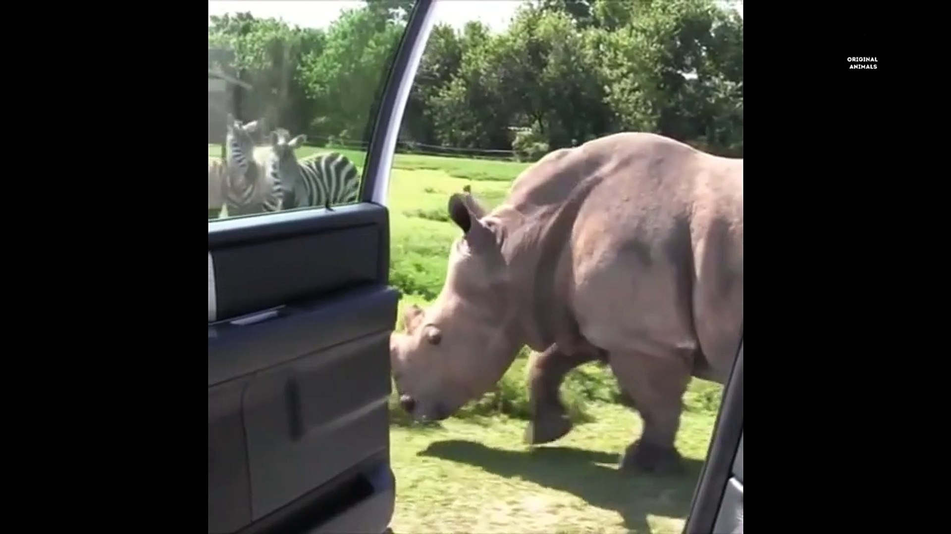 ⁣Original Animals #2. CUTE AND FUNNY ANIMALS VIDEO/ МИЛЫЕ И СМЕШНЫЕ ЖИВОТНЫЕ.