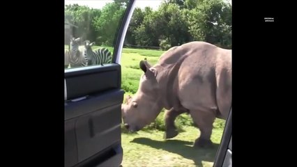 Original Animals #2. CUTE AND FUNNY ANIMALS VIDEO/ МИЛЫЕ И СМЕШНЫЕ ЖИВОТНЫЕ.