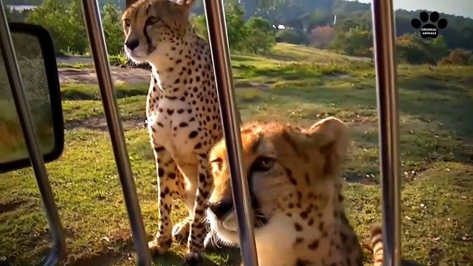 ⁣Original Animals #3. CUTE AND FUNNY ANIMALS VIDEO/ МИЛЫЕ И СМЕШНЫЕ ЖИВОТНЫЕ