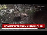 Yavru Köpekler Donmak Üzereyken Kurtarıldı