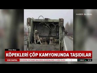 Köpekleri Çöp Kamyonunda Taşıdılar