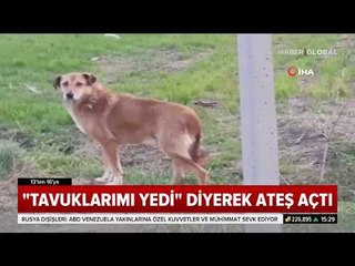 Sokak Köpeklerine "Tavuklarımı Yiyor" Diyerek Ateş Etti