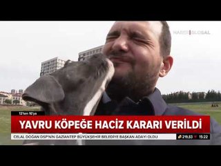 Istanbul'da Yavru Köpeğe Haciz Geldi. Haber Global O Avukatla Görüştü.