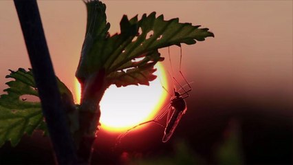 This Southern City Has the Worst Mosquito Problem in the Country