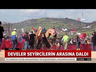 Develer Seyircilerin Arasına Daldı