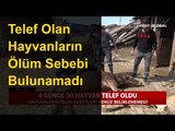 4 Günde 30 Hayvan Telef Oldu Hayvanların Ölüm Sebebi Bulunamıyor