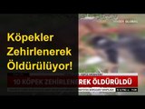 Köpekler Zehirlenerek Öldürülüyor!