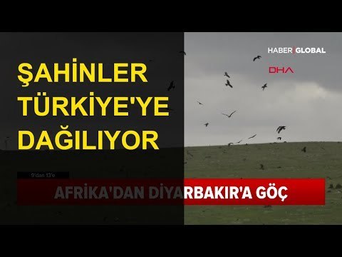 Afrika'dan Gelen Şahinler Türkiye'ye Dağılıyor