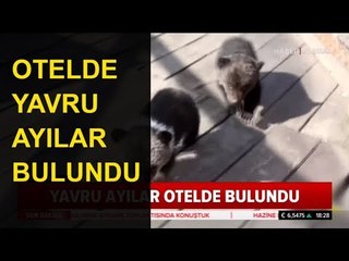 Otelde Yavru Ayılar Bulundu