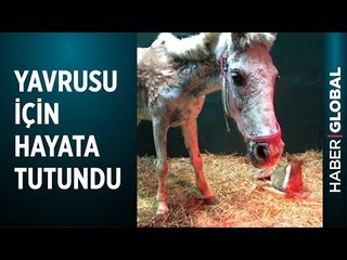Yavrusu İçin Hayata Tutundu, Küllerinden Yeniden Doğdu