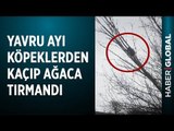 Yavru Ayı Köpeklerden Kaçıp Ağaca Tırmandı