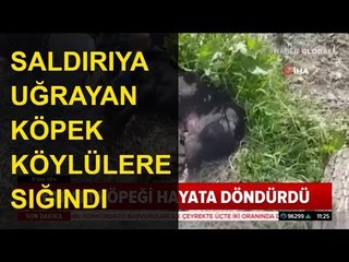 Saldırıya Uğrayan Köpek Köylülerin Evine Sığındı