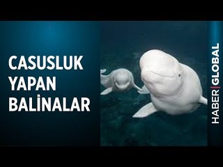 Ruslar Balinaları Açık Denizde Casus Olarak Kullanıyor