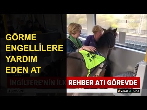 Görme Engellilere Yardım Eden Rehber At