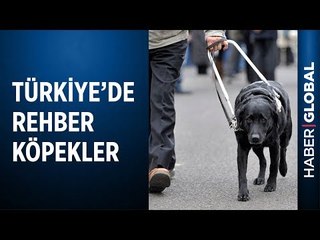 Görme Engellilere Yardım Eden Rehber Köpekler Nasıl Eğitiliyor?
