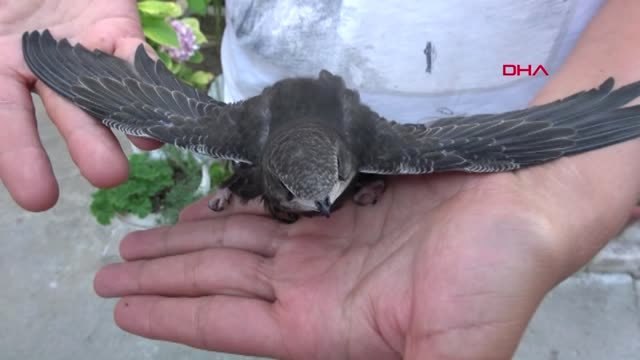 Aydın - Yolda Ebabil kuşu buldu