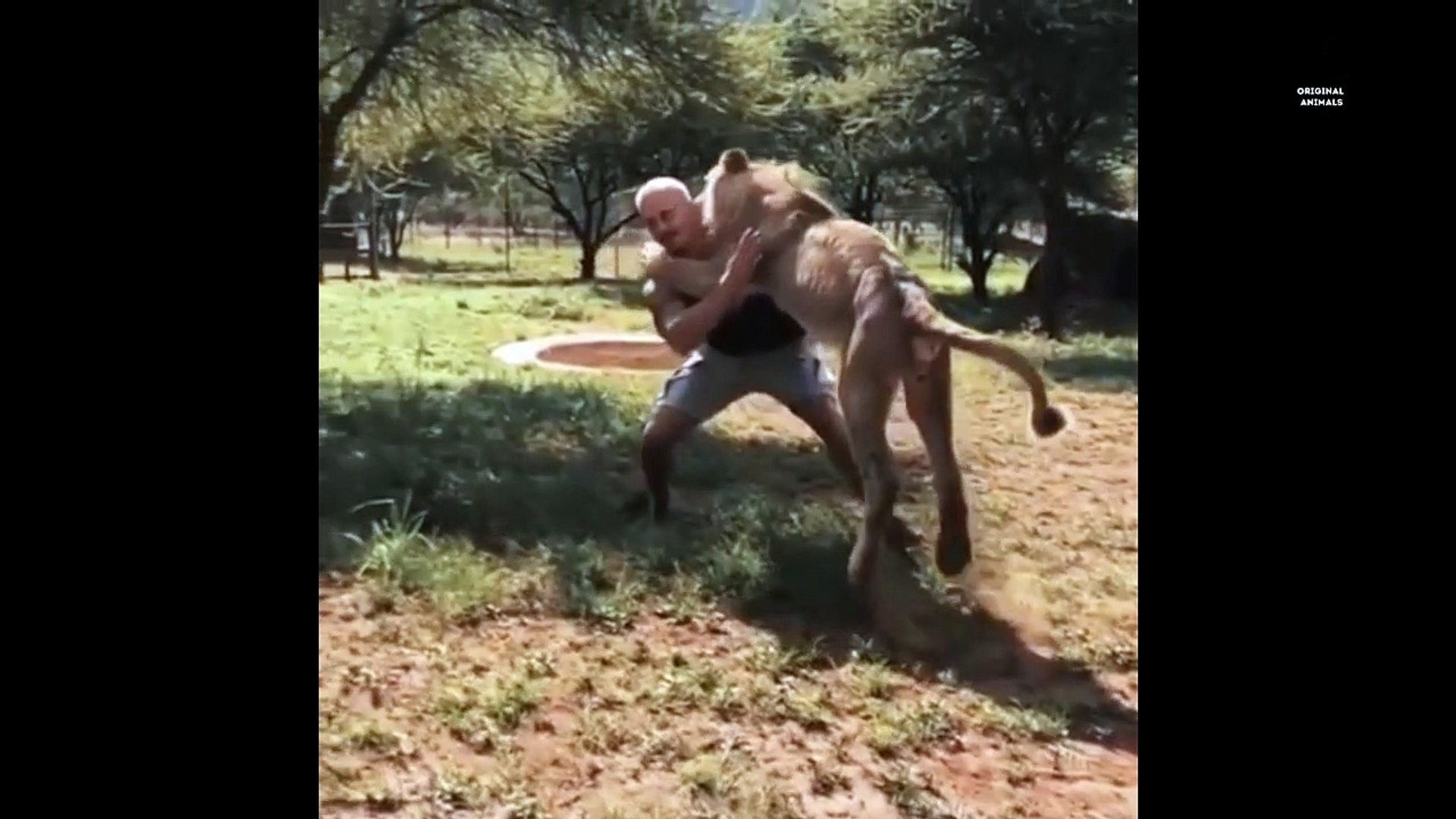 ⁣Original Animals #4. CUTE AND FUNNY ANIMALS VIDEO/ МИЛЫЕ И СМЕШНЫЕ ЖИВОТНЫЕ.