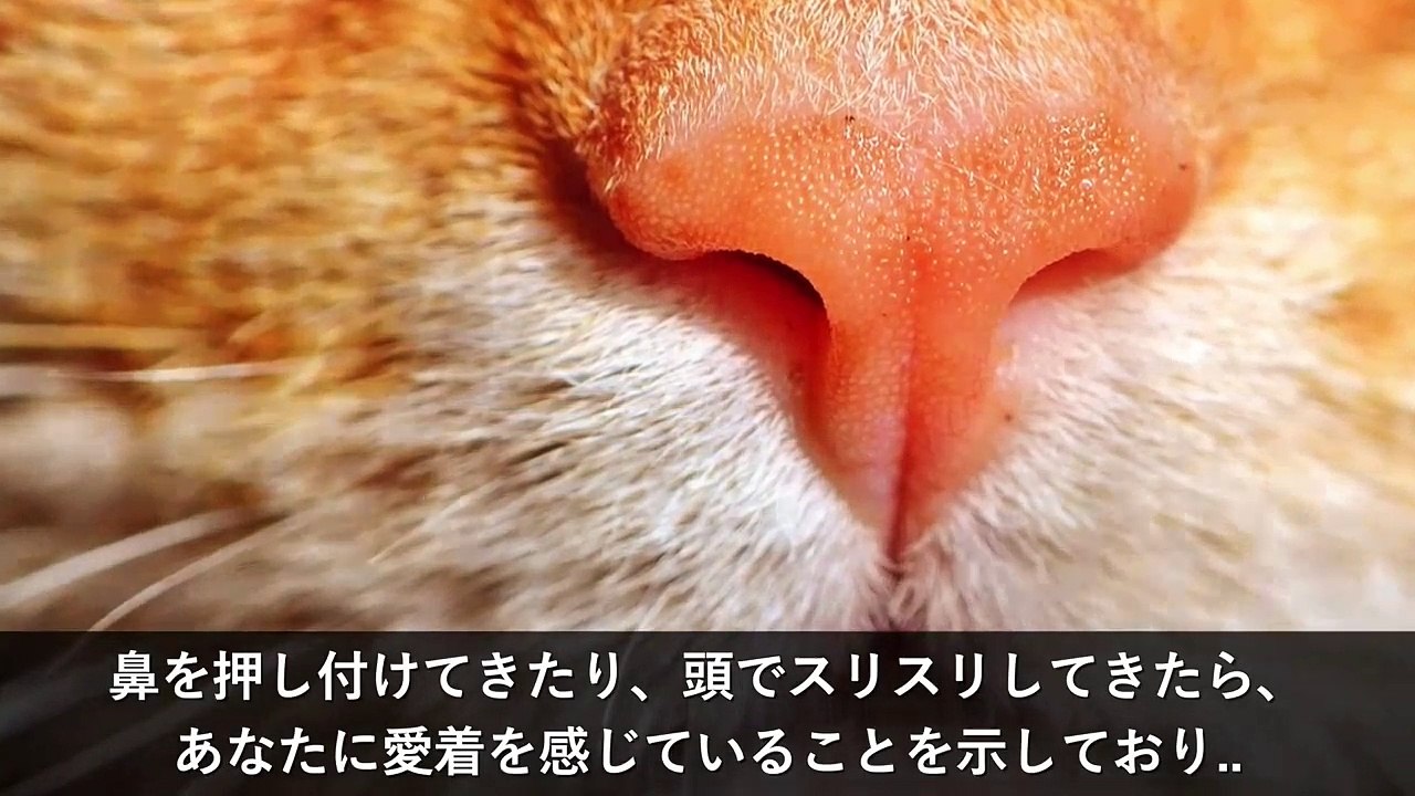 【衝撃】ネコの気持ちがよくわかる５つの方法