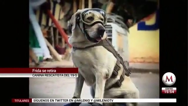 'Gracias Frida!', con video Marina despide a binomio rescatista en 19S