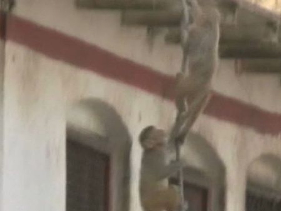 Invasión de monos en la India