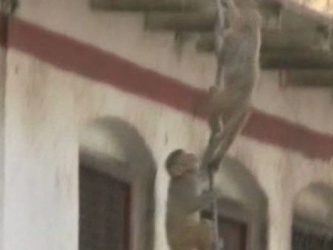 Invasión de monos en la India