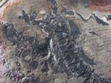 El deshielo de los glaciares descubre un cementerio de dinosaurios en Chile