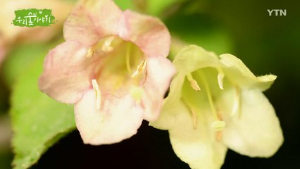 [삼삼오오 우리 숲 이야기] 병꽃나무, 양지꽃 / YTN