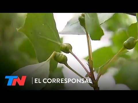 Las mutaciones genéticas en la vegetación de Chernobyl