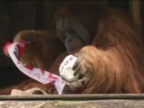 Un orangután predice la derrota de Guardiola en copa