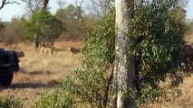 buffalo herd vs pride of lions الجاموس قطيع مقابل من الأسود